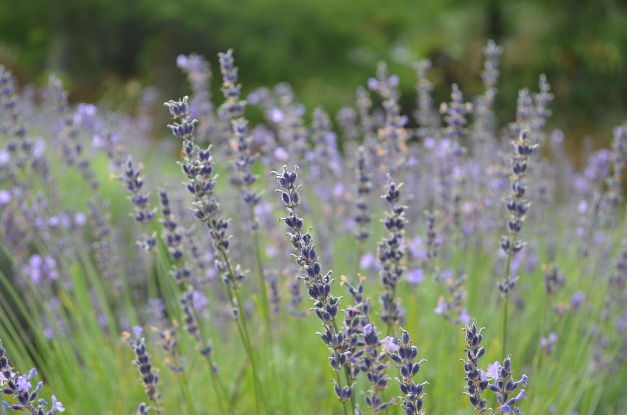 Bed and Breakfast Lavender Hill Riverhead Экстерьер фото